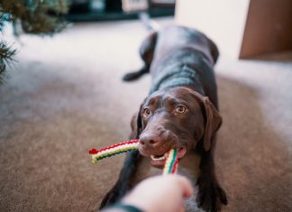 Sådan vælger du legetøj til din hunds træning