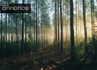 Sådan kan en skoventreprenør hjælpe jer