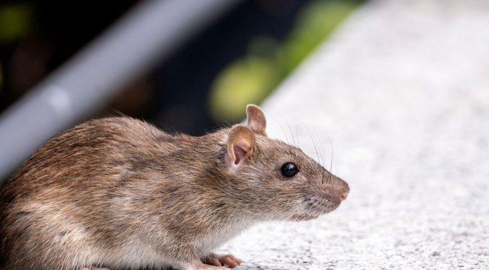 Sådan finder du et autoriseret kloakfirma til rotteproblemer